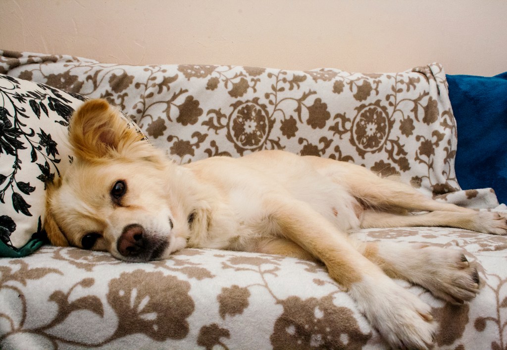 Dom Tymczasowy dla&nbsp;radysiaka