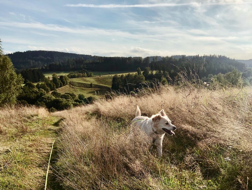 Pamiętniki z wakacji
