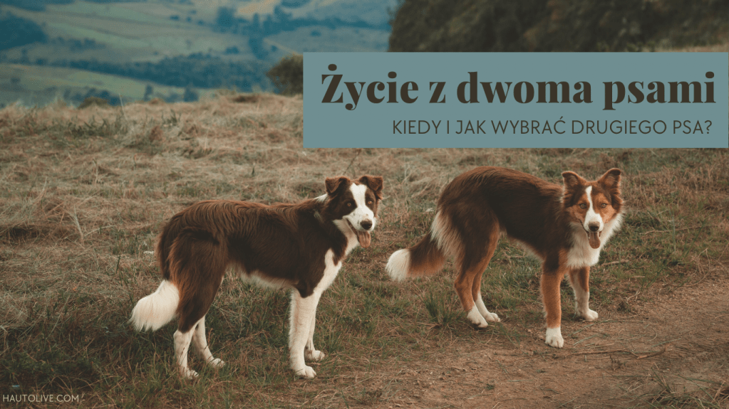 Życie z dwoma psami – Kiedy i jak wybrać drugiego&nbsp;psa?