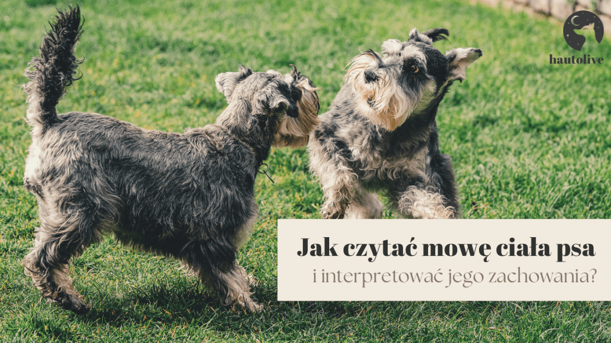 Jak czytać mowę ciała psa i interpretować jego&nbsp;zachowania?